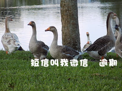 短信叫我微信說逾期 騷擾短信說逾期