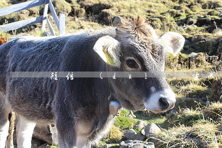 短信對(duì)話生成器