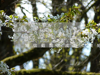 短信截圖生成器(工資短信截圖生成器)