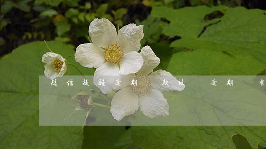 短信提醒逾期還款被騙(逾期會有短信提醒嗎)