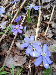 短信收到花唄借唄還款在哪查詢-短信收到花唄借唄還款在哪查詢記錄