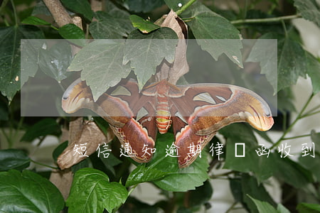 短信通知逾期律師函(收到律師通告短信)