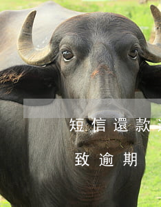 短信還款逾期怎么辦(沒收到還款短信提示導致逾期)