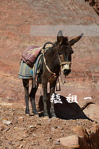 短租一個(gè)月
