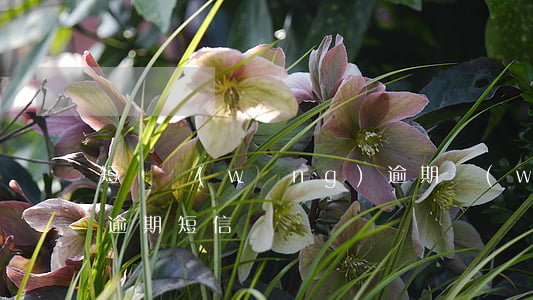 短貸網(wǎng)逾期，網(wǎng)貸逾期短信