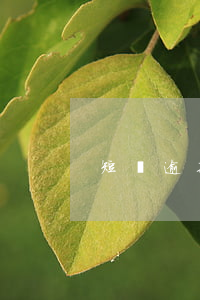 短貸逾期協(xié)商還款本金