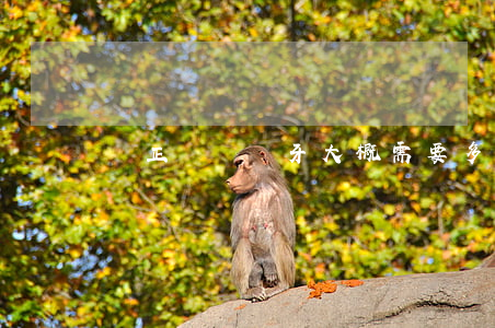 矯正兩顆門牙大概需要多少錢
