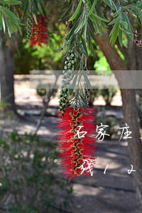 石家庄义务律师解答(石家庄律师咨询免费热线123)