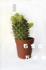 石家庄信用卡逾期贷10万(欠信用卡三十几万逾期了怎么办)