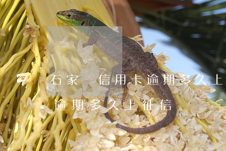 石家莊信用卡逾期多久上征信 石家莊信用卡逾期多久上征信