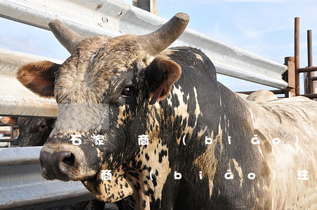 石家莊商標(biāo)注冊(cè)(石家莊商標(biāo)注冊(cè)大廳在哪里)