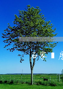 石家莊房產(chǎn)律師