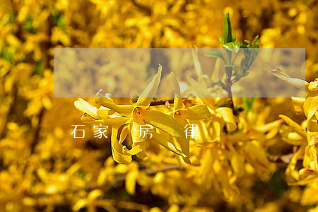 石家莊房產律師