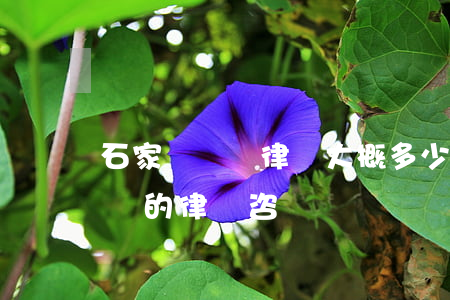 石家莊請個律師大概多少錢(石家莊哪里有免費的律師咨詢)
