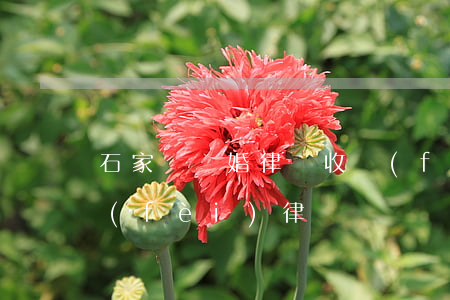 石家莊離婚律師收費(fèi)(石家莊免費(fèi)律師)