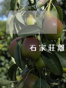 石家莊離婚律師(石家莊離婚律師咨詢)