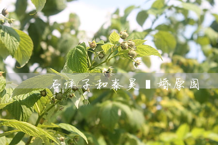 石洋子和秦昊離婚原因