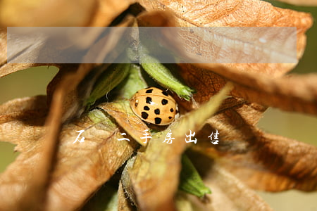 石獅二手房出售