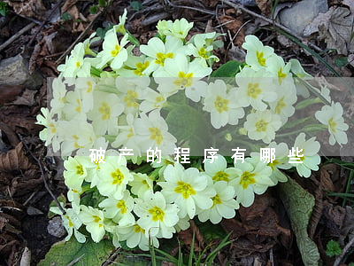 破产的程序有哪些