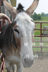 破坏他人婚姻犯法吗,第三者需要担负法律责任吗