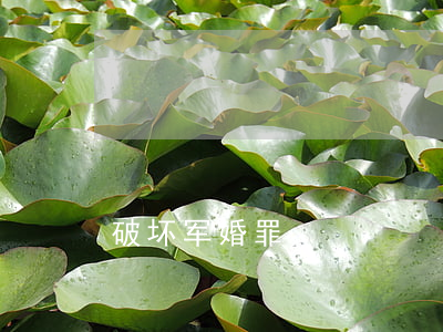 破坏军婚罪
