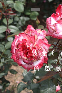 破產(chǎn)程序的啟動者與清算程序的啟動