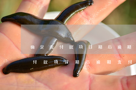 确定支付款项日期后逾期支付利息-确定支付款项日期后逾期支付利息怎么算