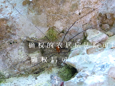 确权的农居房法院可以拍卖吗(农村房屋土地确权后可以买卖吗)