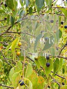 碑林民政局離婚時間(碑林區(qū)離婚在哪里辦理)