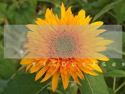 碧多花還款（碧多花逾期）