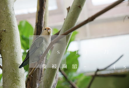 確實(shí)無力償還債務(wù)為啥還要被拘留-確實(shí)無力償還債務(wù)為啥還要被拘留