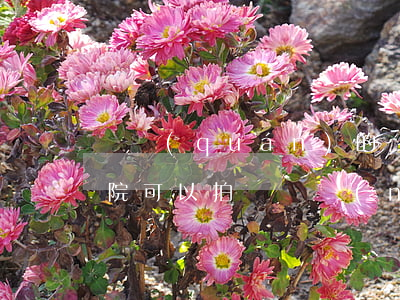 確權(quán)的農(nóng)居房法院可以拍賣嗎(農(nóng)村房屋土地確權(quán)后可以買賣嗎)
