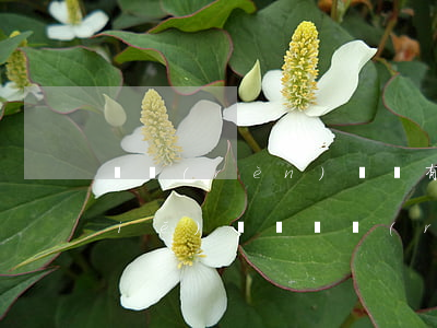 確認(rèn)遺囑有效起訴狀怎么寫(xiě)(遺囑確認(rèn)之訴起訴狀)