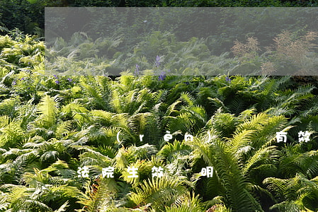 確認(rèn)遺囑有效起訴狀怎么寫(遺囑法院生效證明)