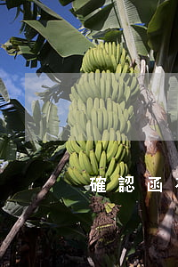 確認函有法律效應嗎(確認函具有法律效應嗎)