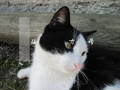 磁縣萬曉方離婚