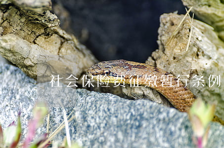 社会保险费征缴暂行条例
