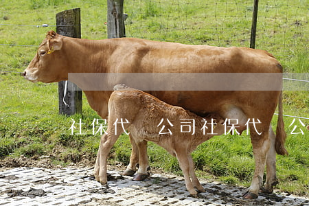 社保代繳公司(社保代繳公司)