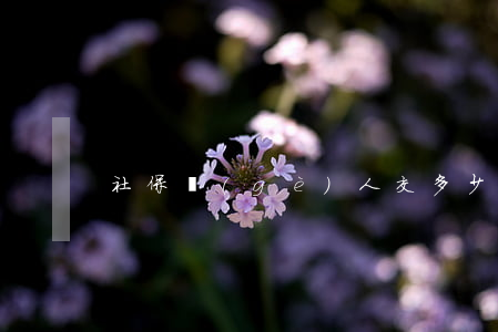 社保個(gè)人交多少