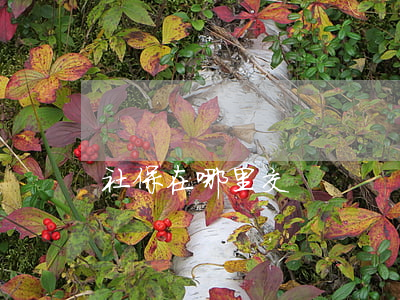 社保在哪里交