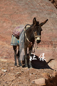 社保幾歲可以交