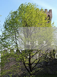 社保怎么查(社保怎么查醫(yī)保個(gè)人賬戶)