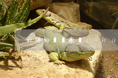 社保的繳費基數(shù)是什么意思