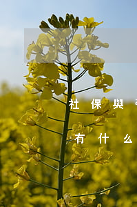 社保與養(yǎng)老保險(xiǎn)有什么區(qū)別（養(yǎng)老保險(xiǎn)和社保的含義）