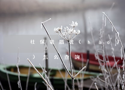 社保電腦號(hào)(社保電腦號(hào)怎么查詢)