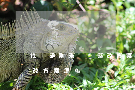 社團逾期未換屆整改方案 社團逾期未換屆整改方案怎么寫