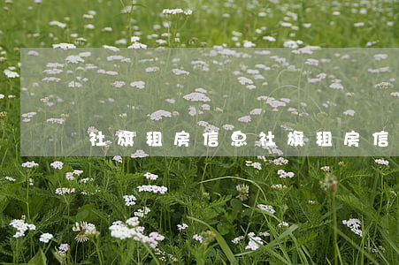 社旗租房信息(社旗租房信息網(wǎng))