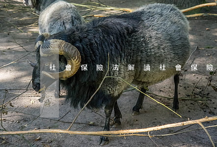 社會保險法解讀(社會保險法概念)