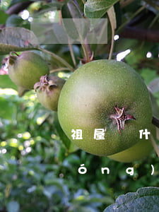 祖屋為什么不能繼承(什么人可以繼承農(nóng)村的祖屋)