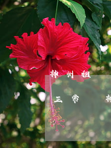 神州租機(jī)逾期還款能恢復(fù)正常嗎(神州租機(jī)逾期還款能恢復(fù)正常嗎知乎)